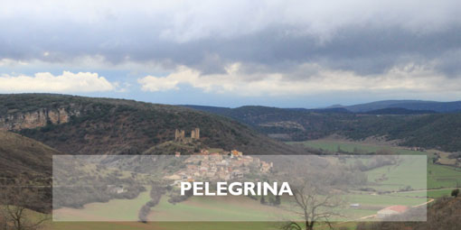 Pelegrina