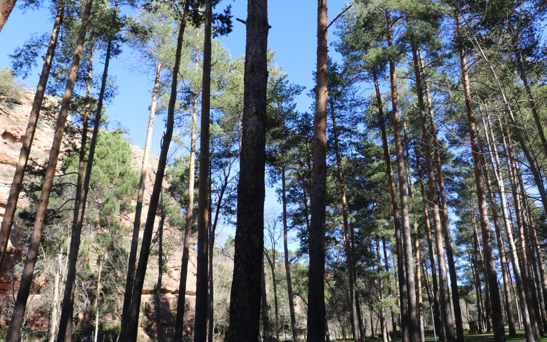 Ruta de senderismo por el pinar de Sigüenza. PLAZAS AGOTADAS